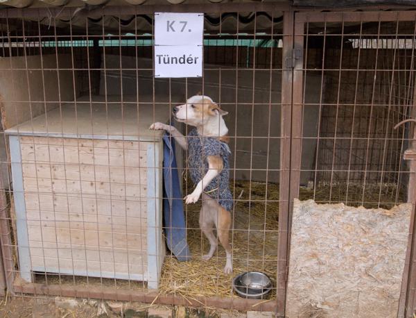 Tündér